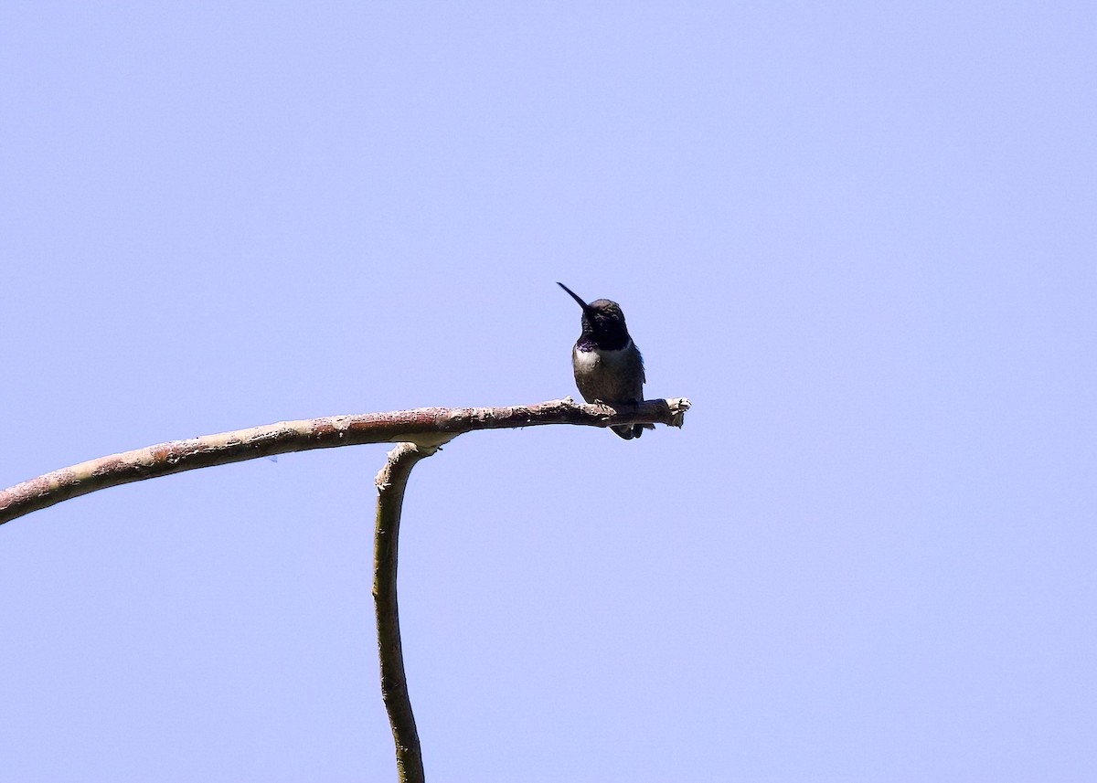 Black-chinned Hummingbird - ML620155742