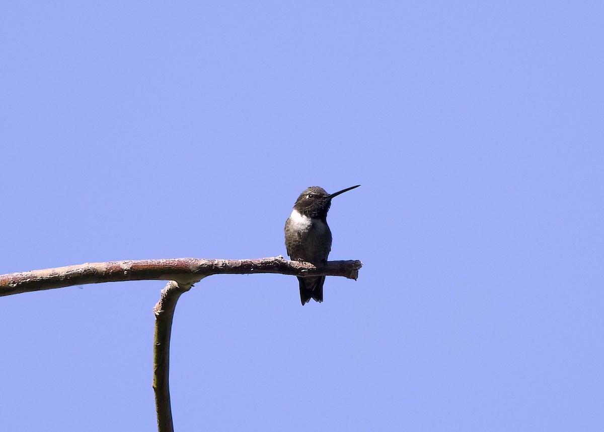Black-chinned Hummingbird - ML620155743