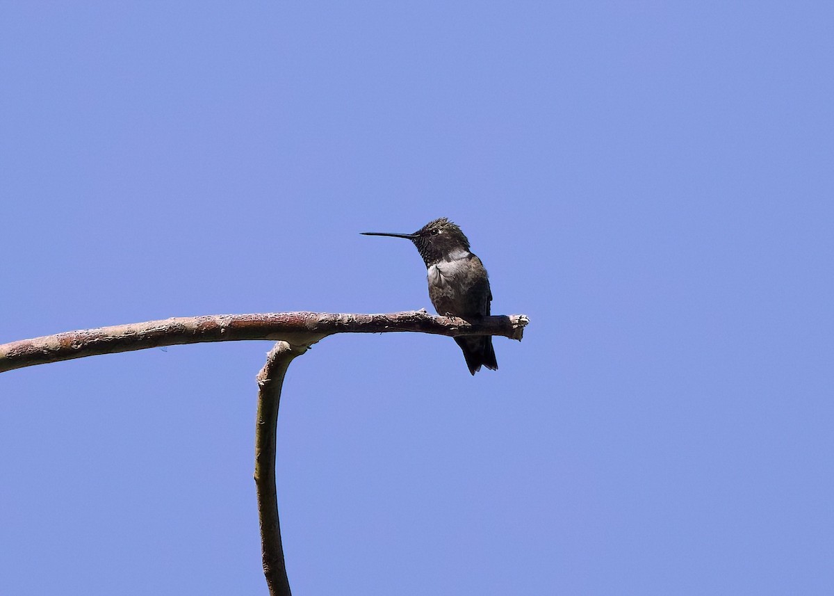 Black-chinned Hummingbird - ML620155744