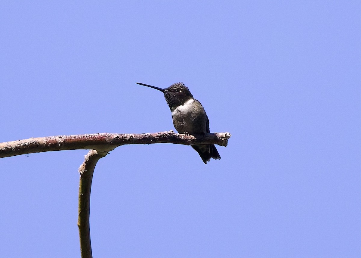 Black-chinned Hummingbird - ML620155745