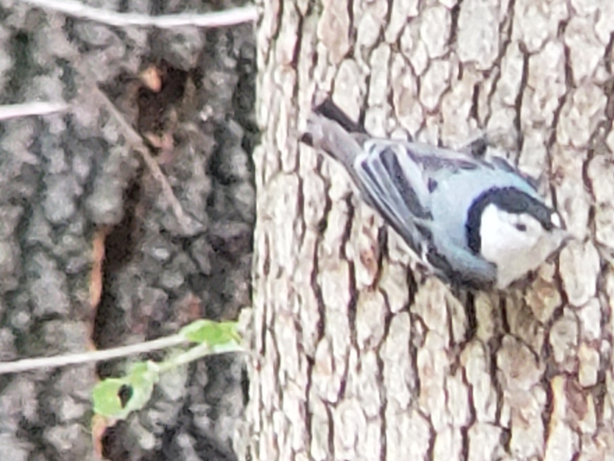 White-breasted Nuthatch - ML620155762