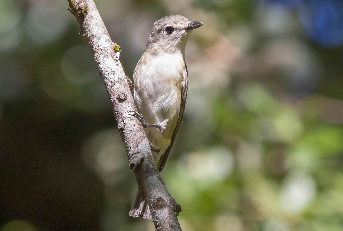 Vireo de Cassin - ML620155763