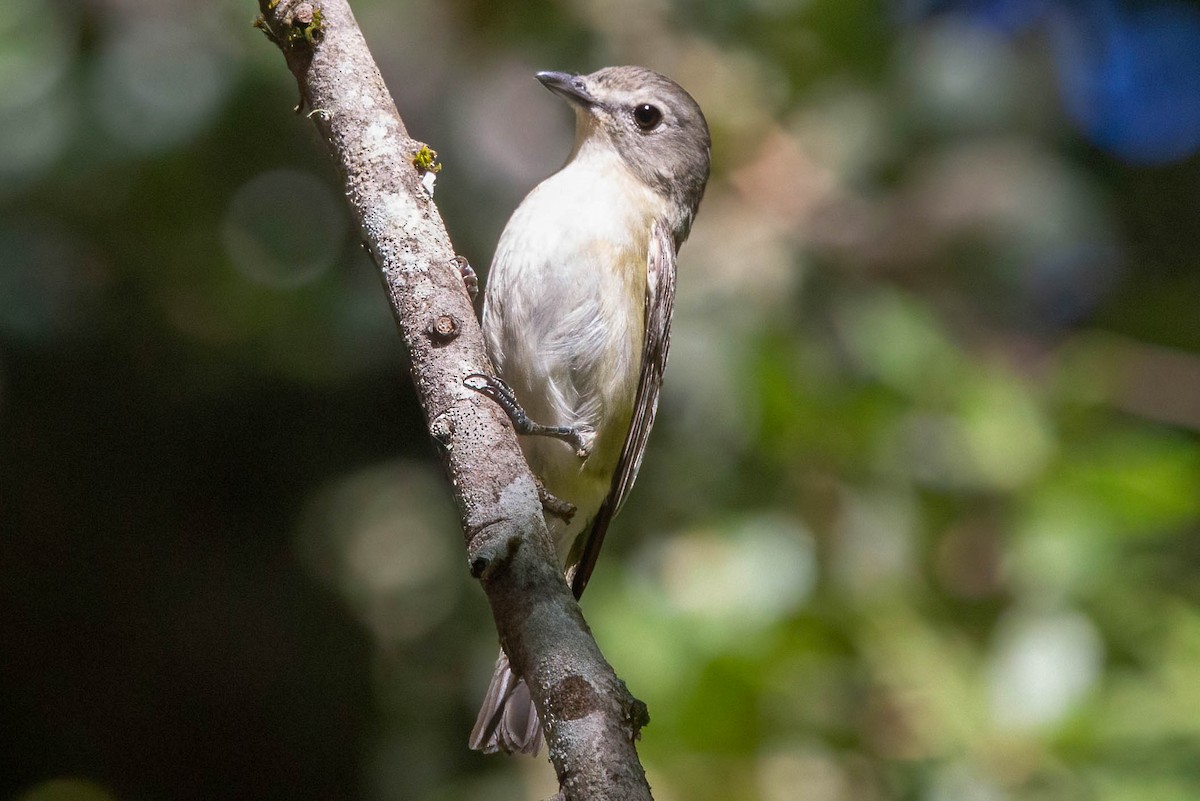 Cassin's Vireo - John Scharpen