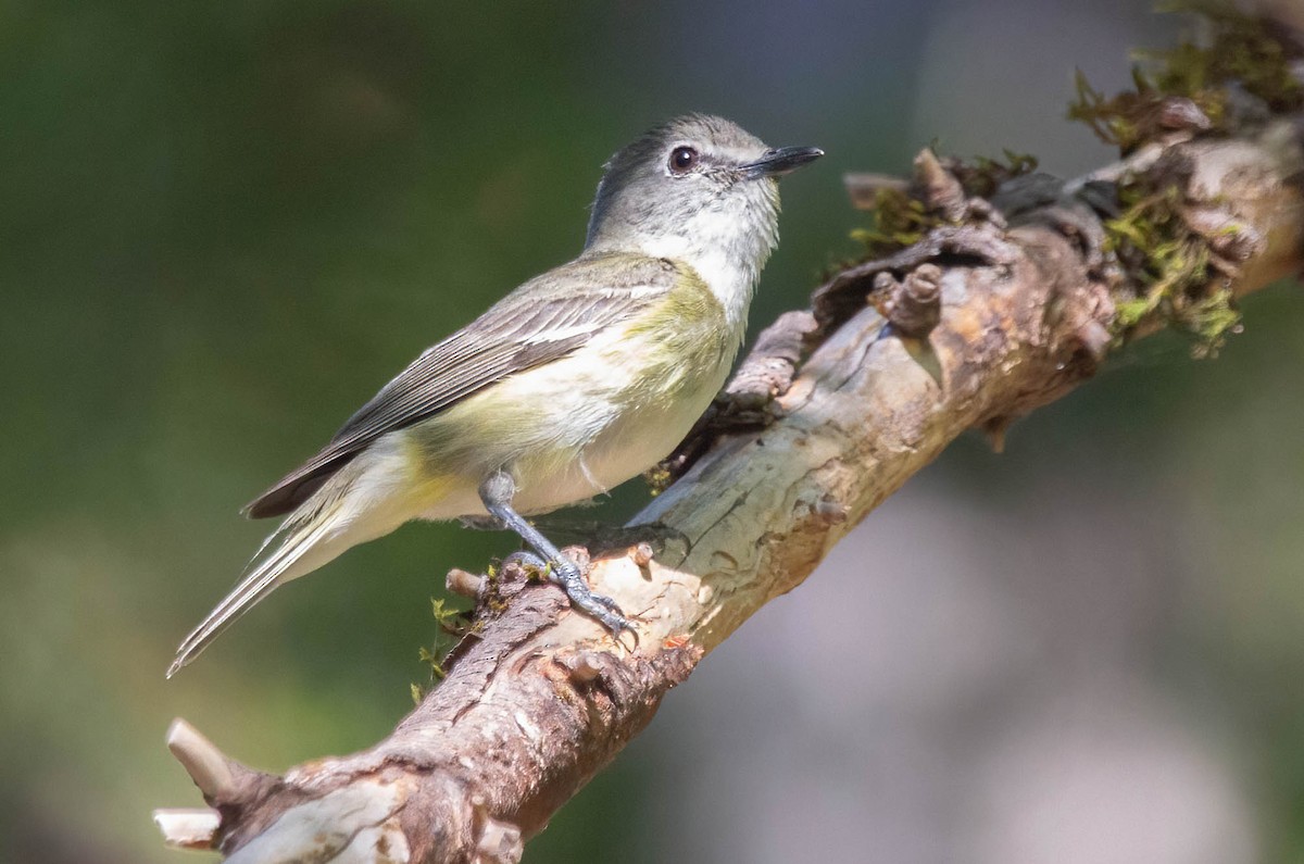 Vireo de Cassin - ML620155766