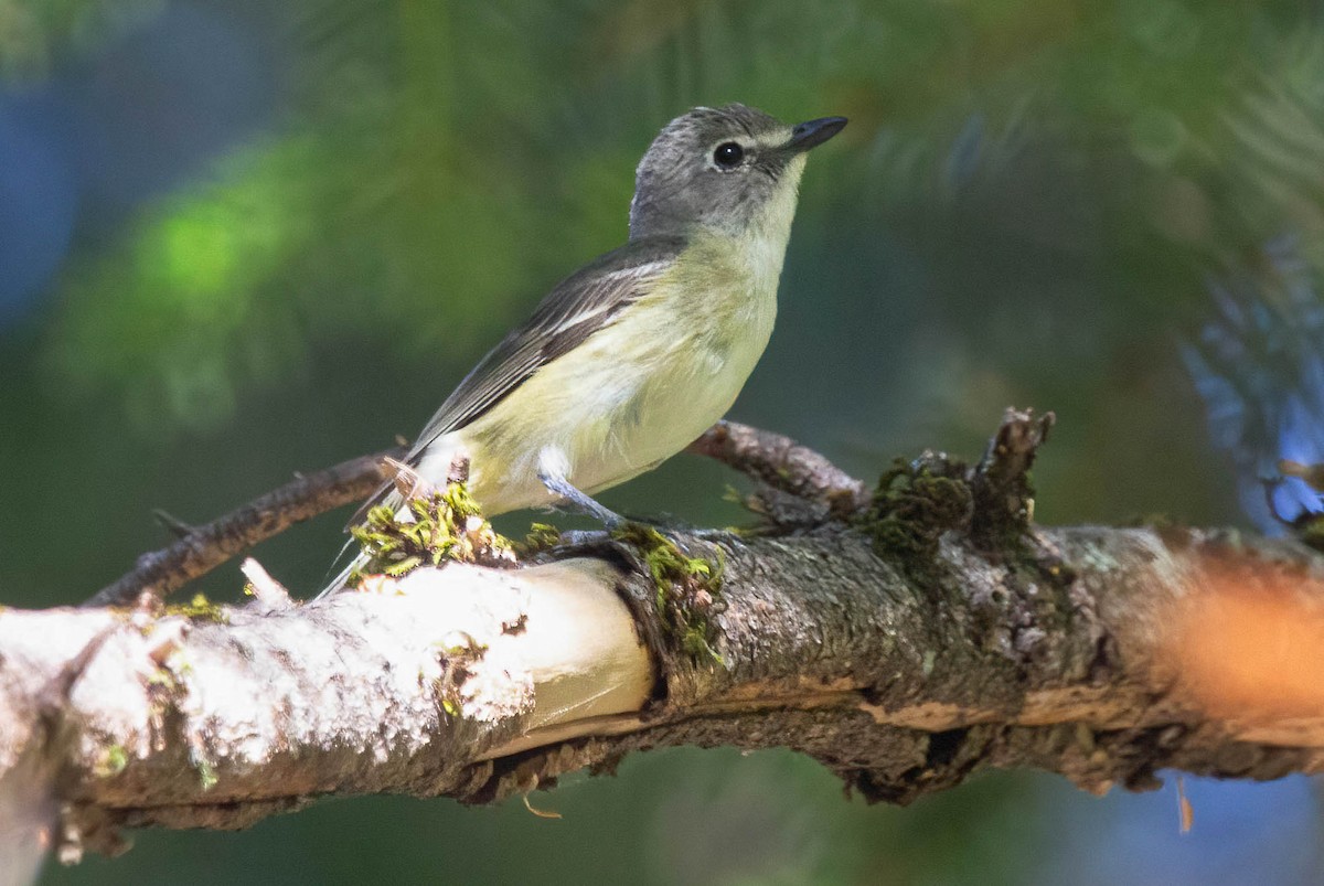 Vireo de Cassin - ML620155767