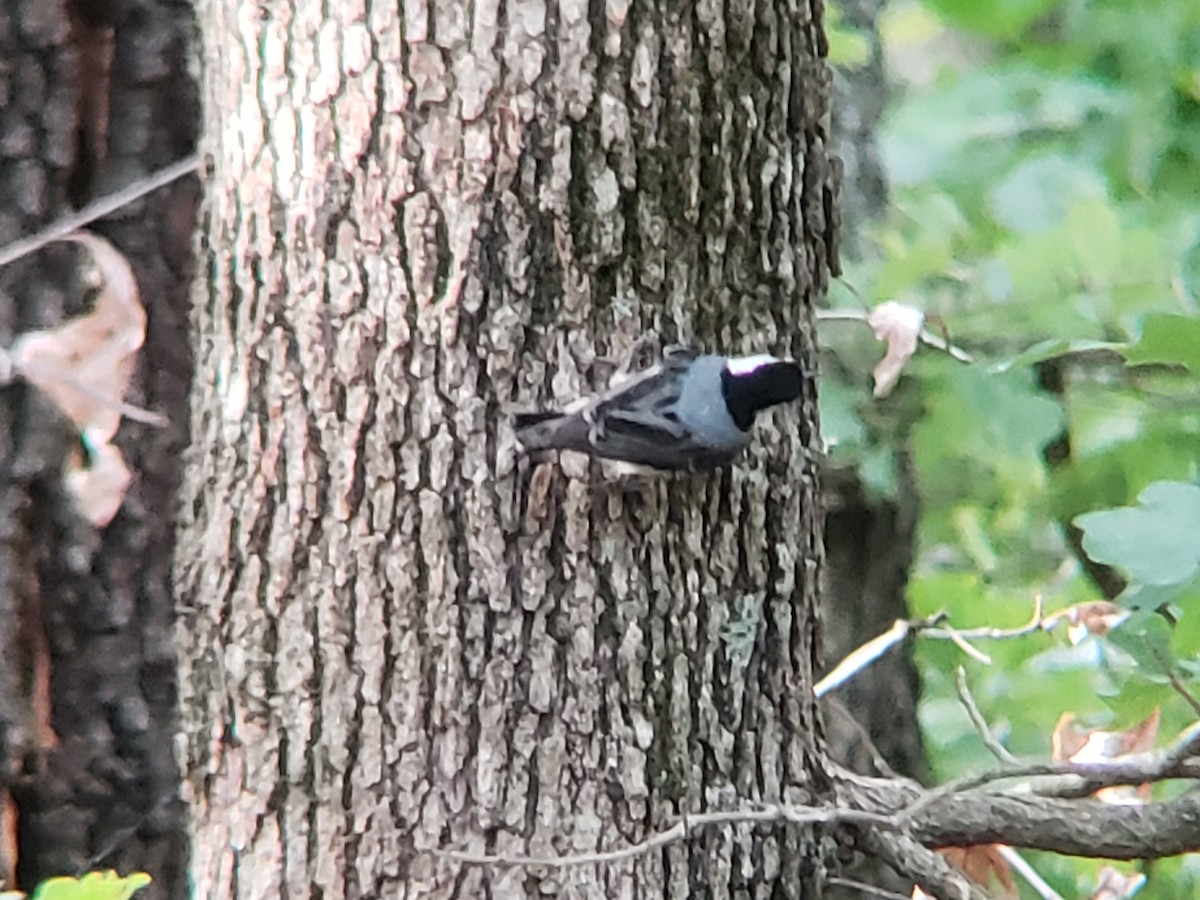 White-breasted Nuthatch - ML620155768