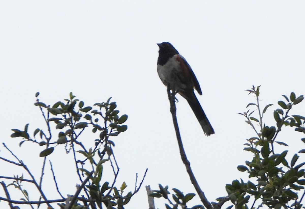 Spotted Towhee - ML620155770