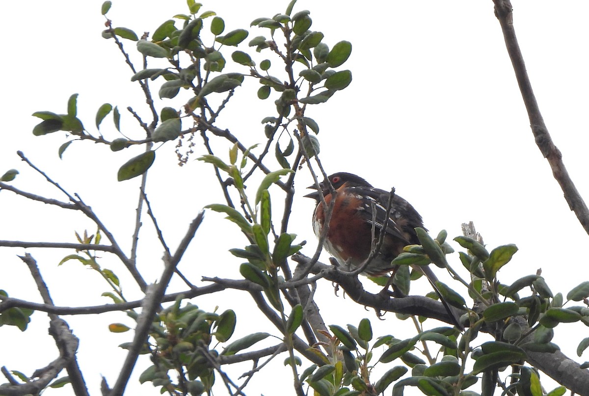 Spotted Towhee - ML620155771