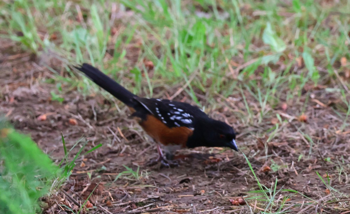 Spotted Towhee - ML620155772