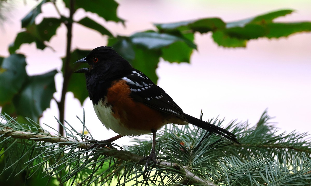 Spotted Towhee - ML620155773