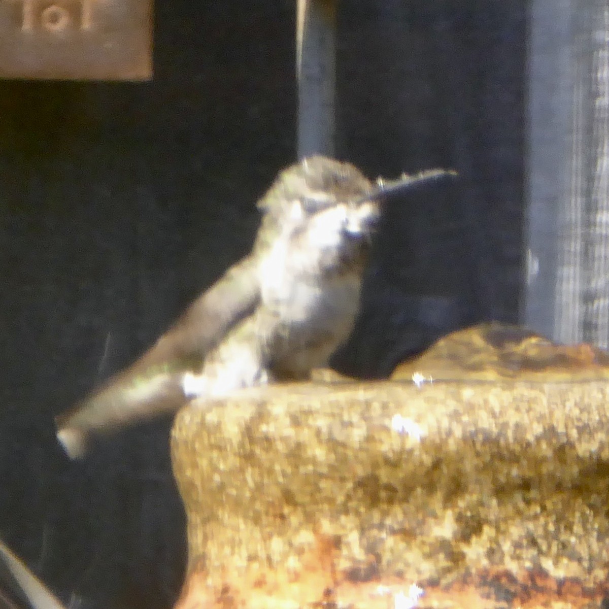 Anna's Hummingbird - ML620155776