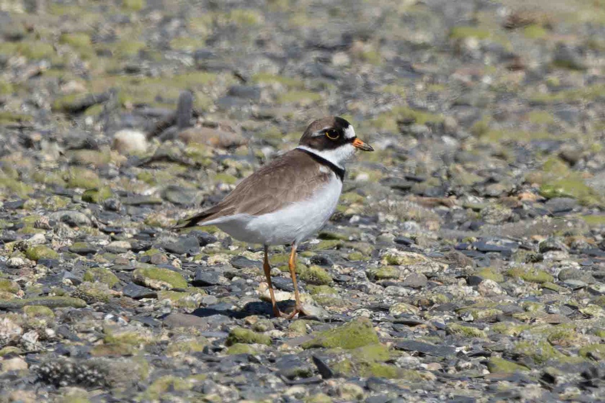 Semipalmated Plover - ML620155777
