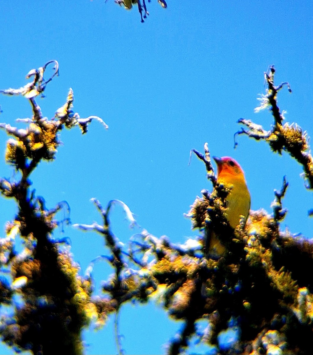 Western Tanager - ML620155783