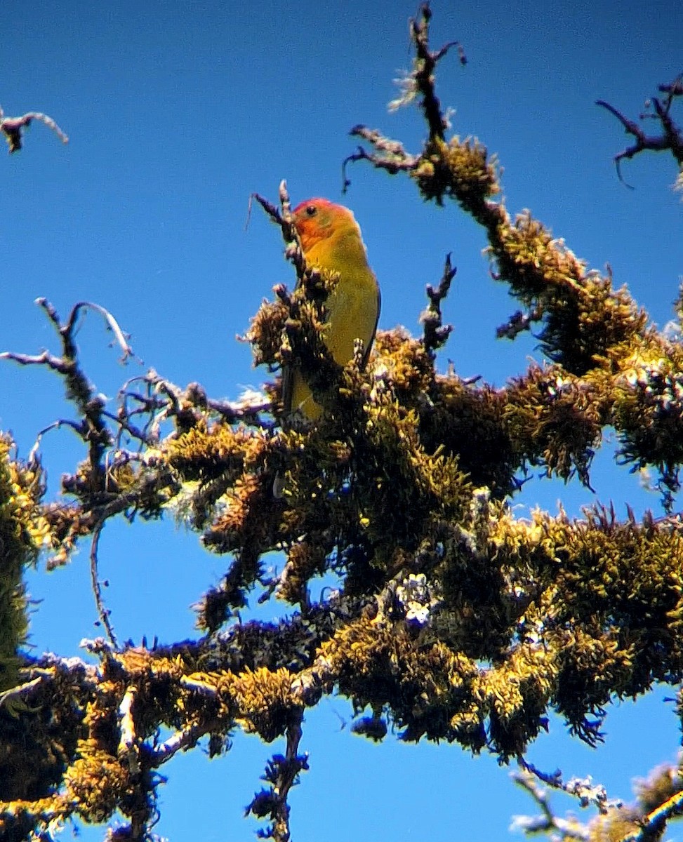 Western Tanager - ML620155784