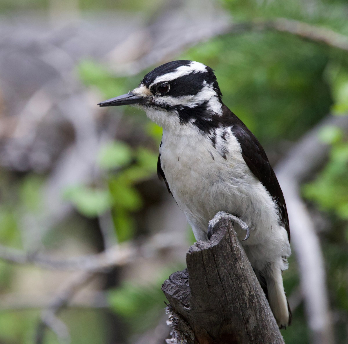 Hairy Woodpecker (Rocky Mts.) - ML620155790