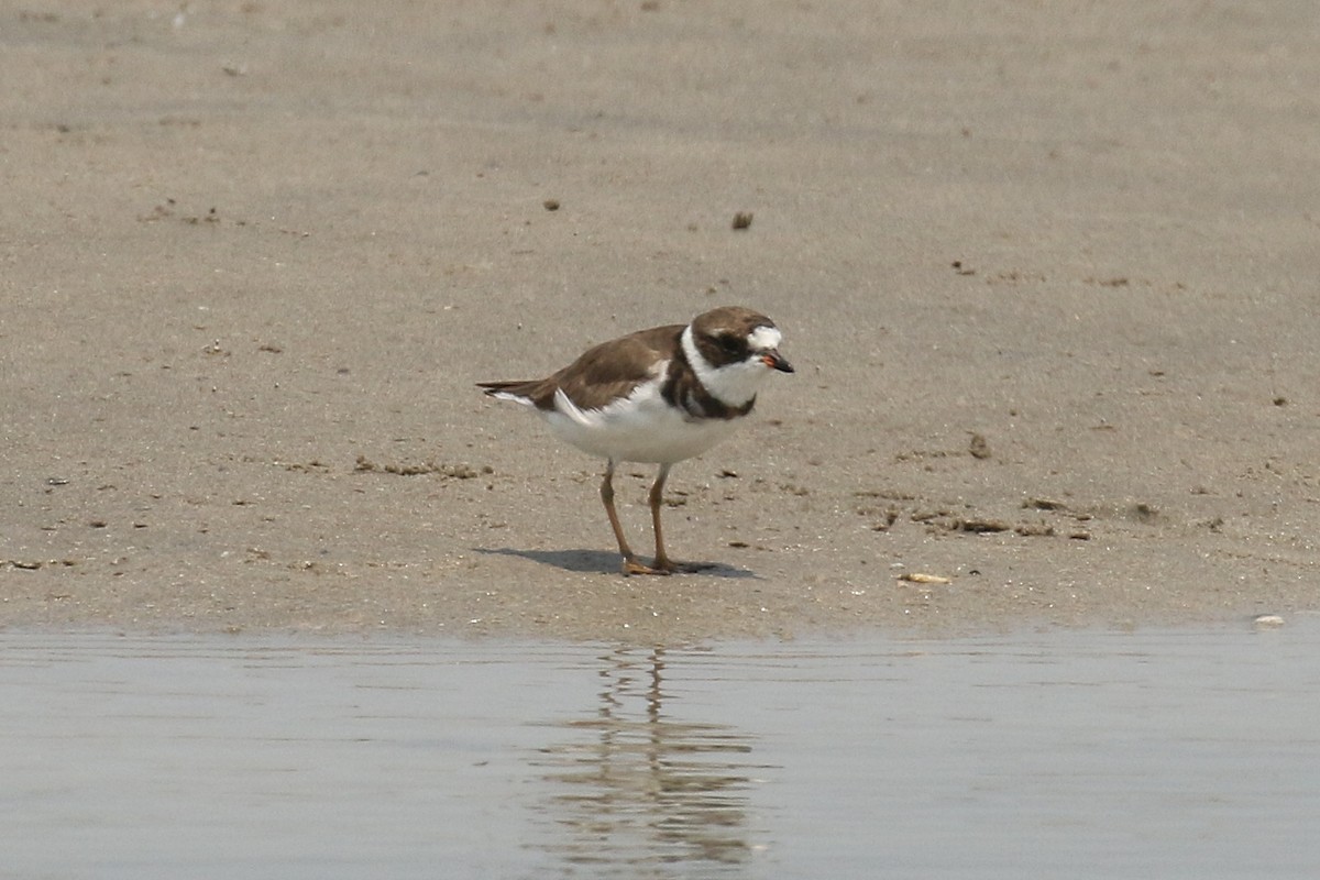 Semipalmated Plover - ML620155793