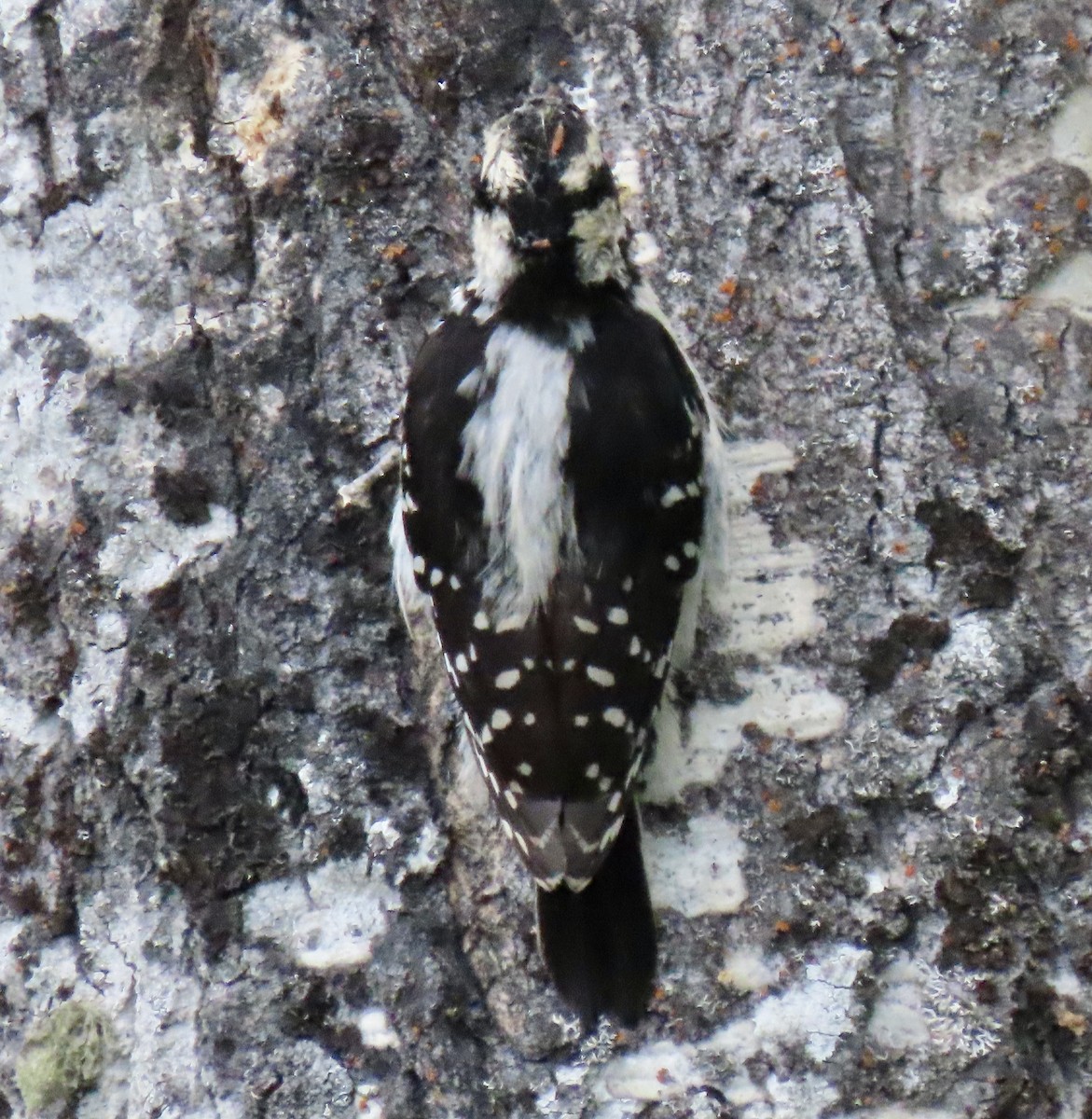 Hairy Woodpecker - ML620155802