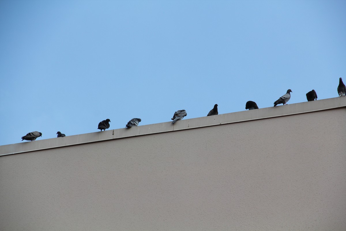 Rock Pigeon (Feral Pigeon) - ML620155827