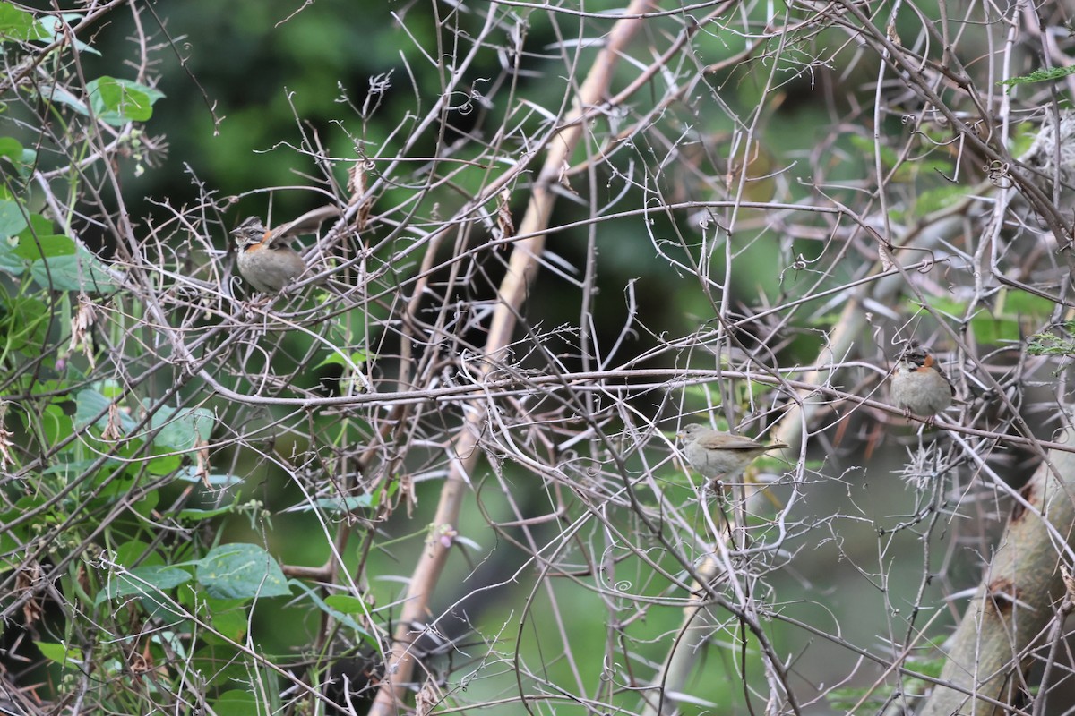 Rufous-collared Sparrow - ML620155840