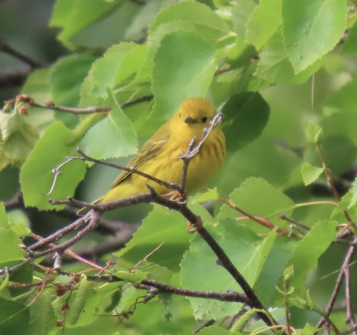 Paruline jaune - ML620155847