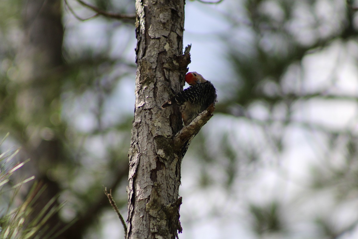 Red-bellied Woodpecker - ML620155848