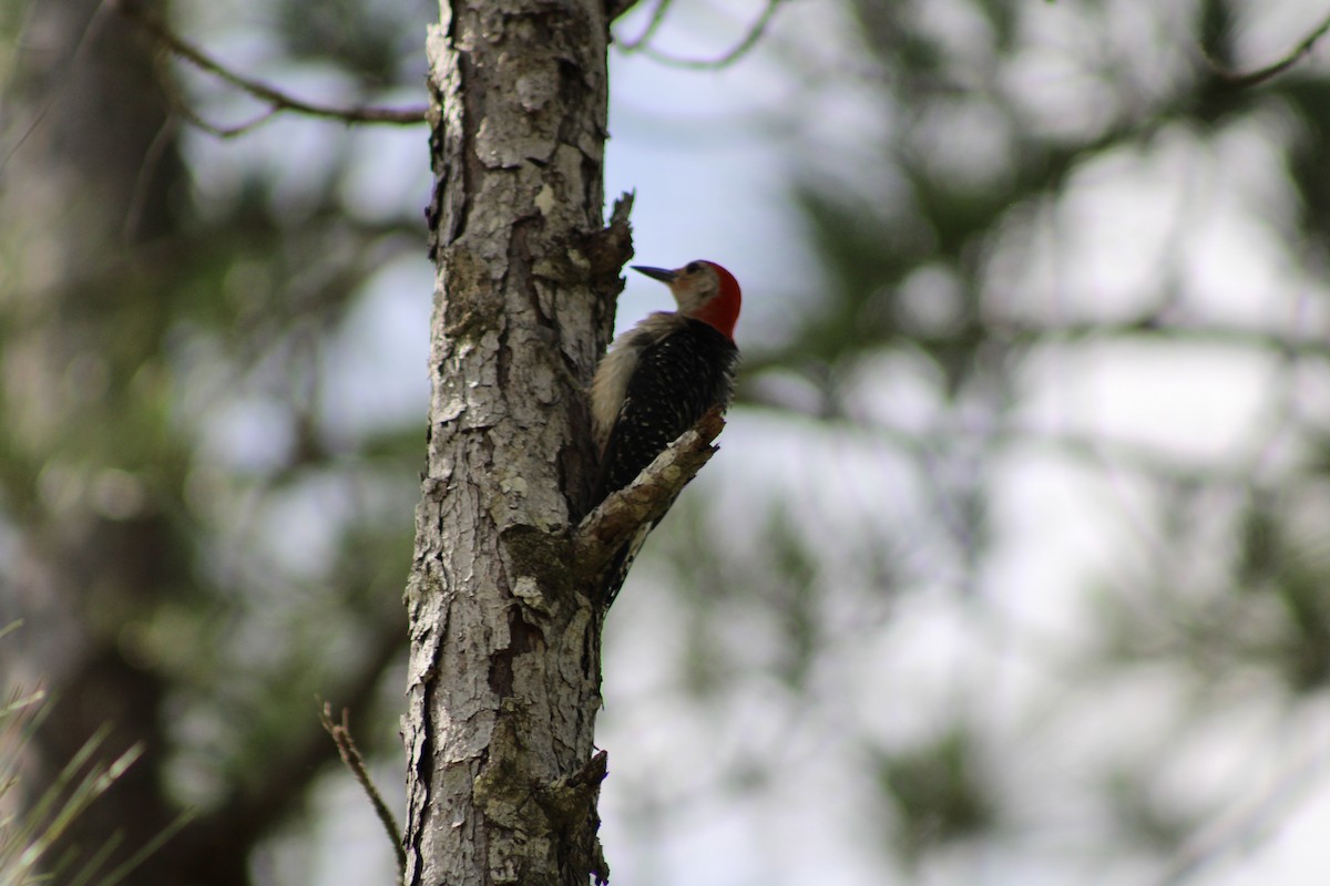 Red-bellied Woodpecker - ML620155849