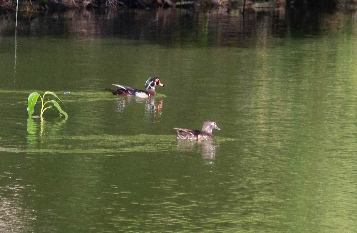 Wood Duck - ML620155850