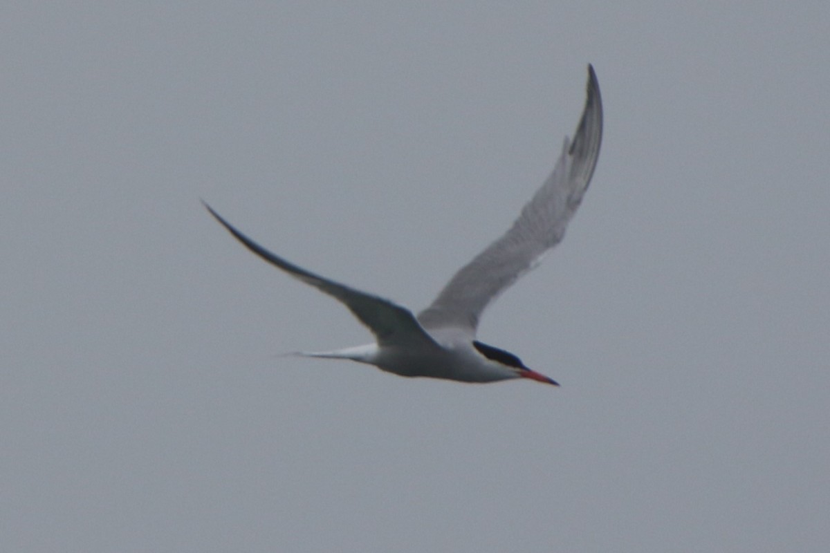 Common Tern - ML620155862