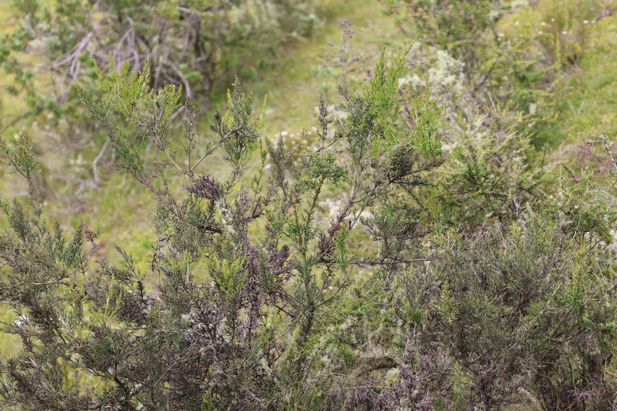 Black-throated Flowerpiercer - ML620155889