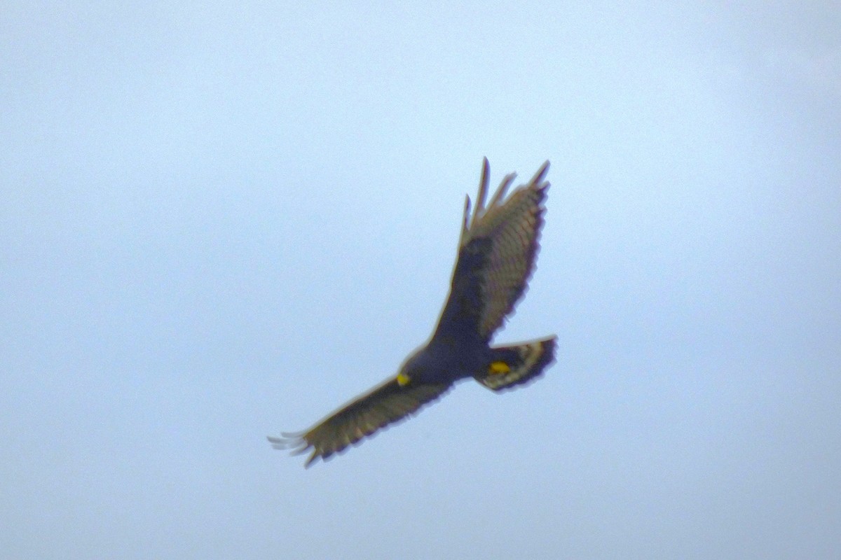 Zone-tailed Hawk - ML620155890