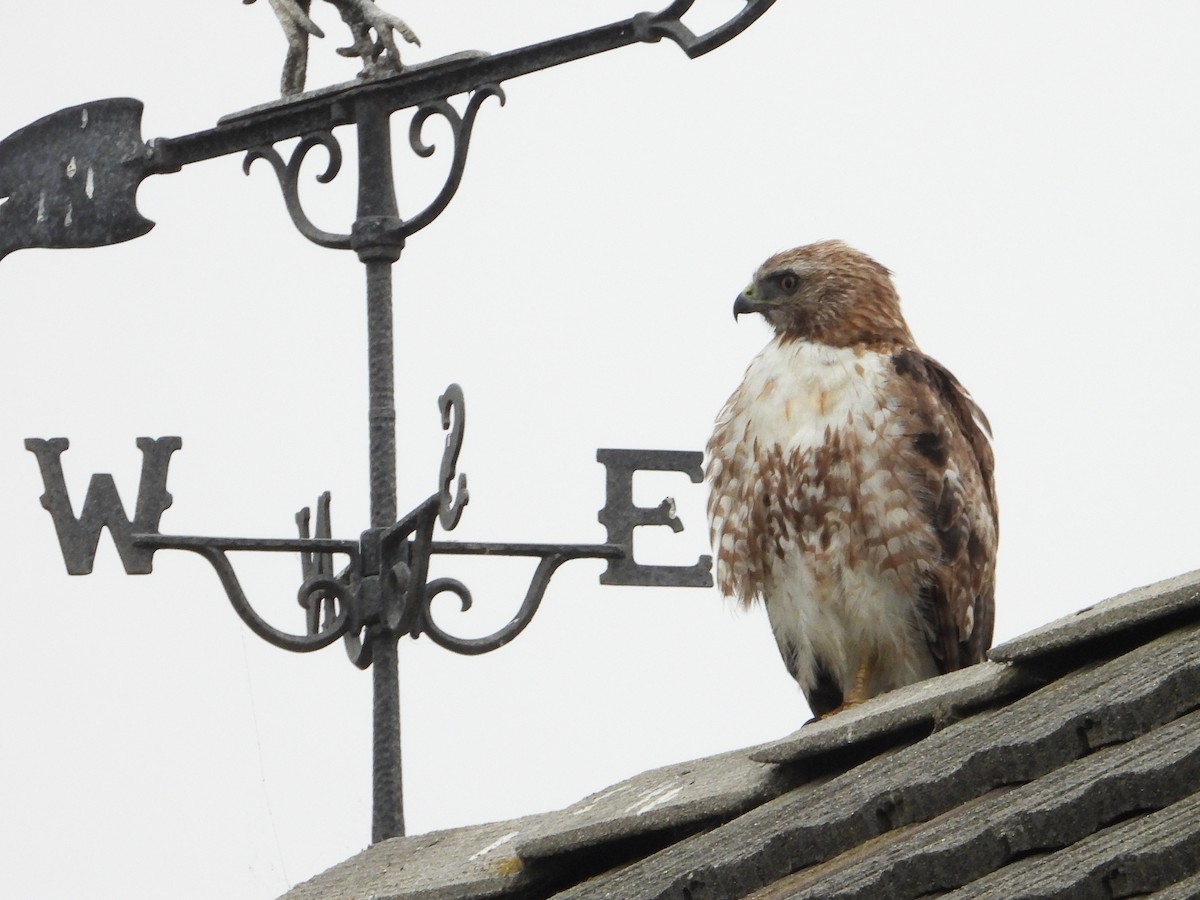 Red-tailed Hawk - ML620155902