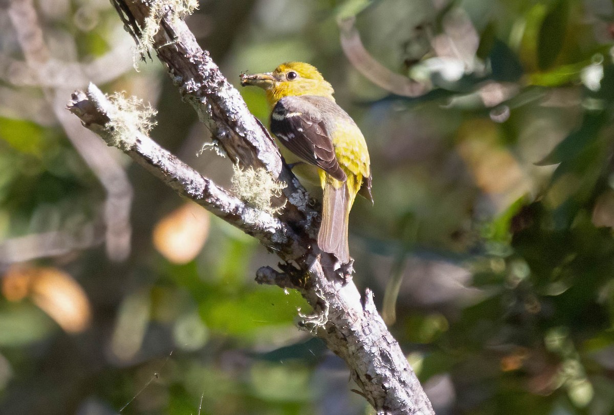 Western Tanager - ML620155904