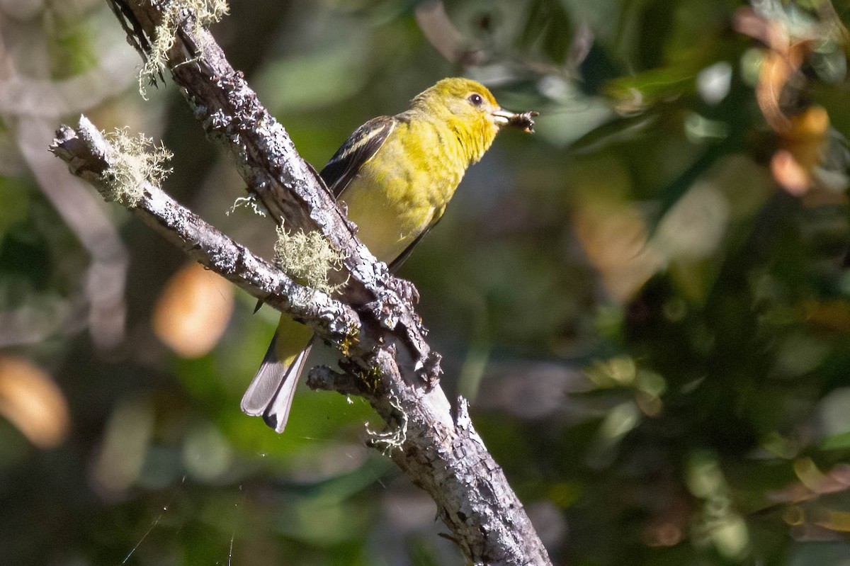 Western Tanager - ML620155905