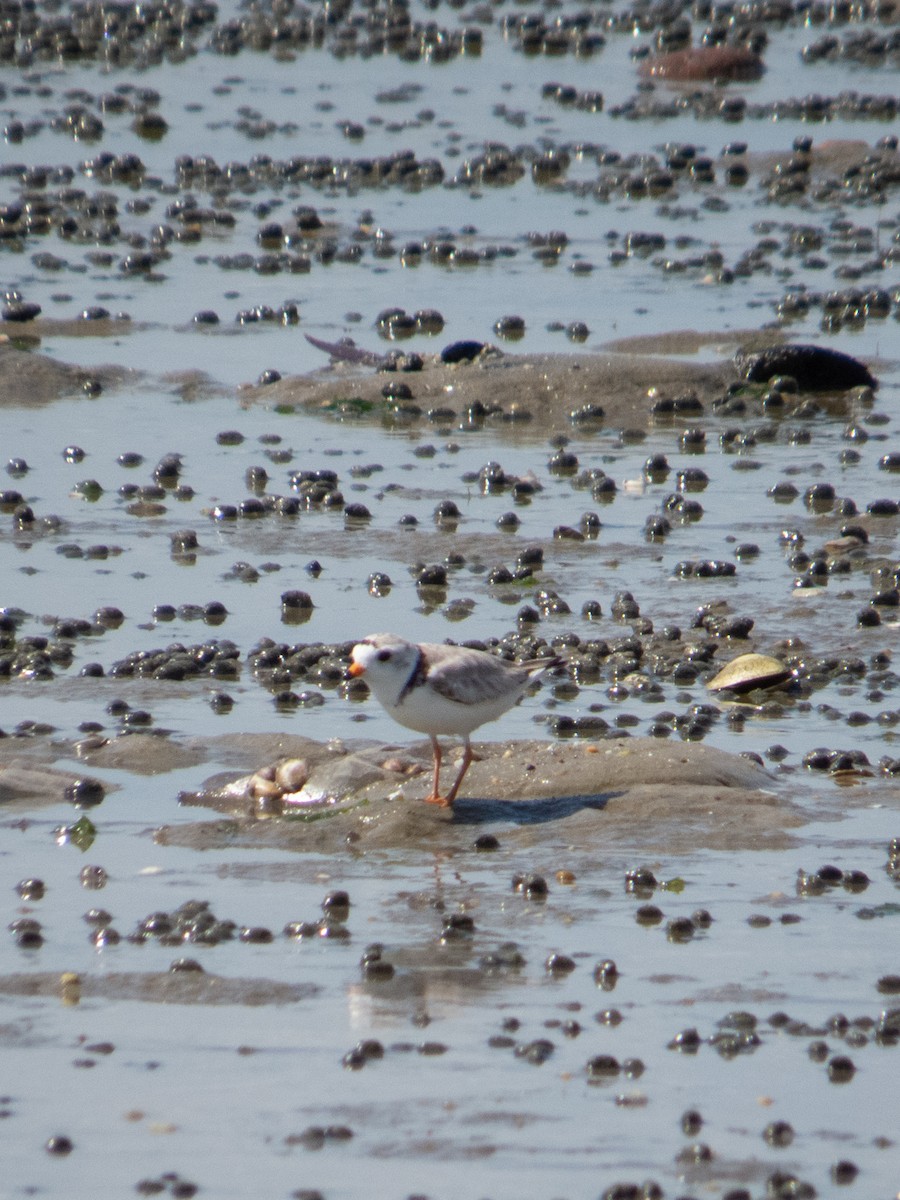 Piping Plover - ML620155911