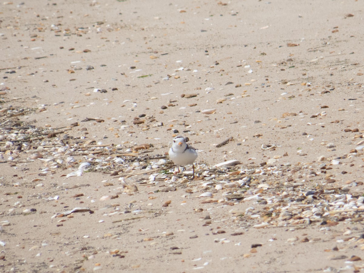 Piping Plover - ML620155912