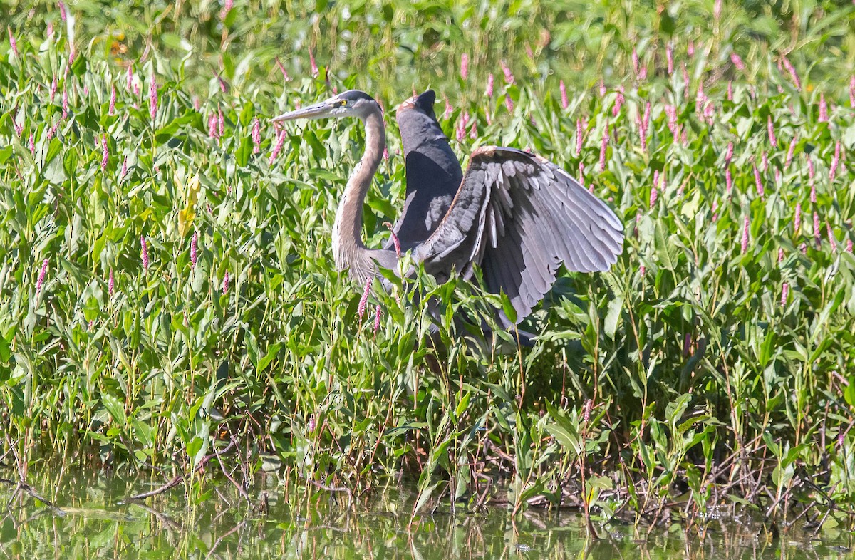 Garza Azulada - ML620155917