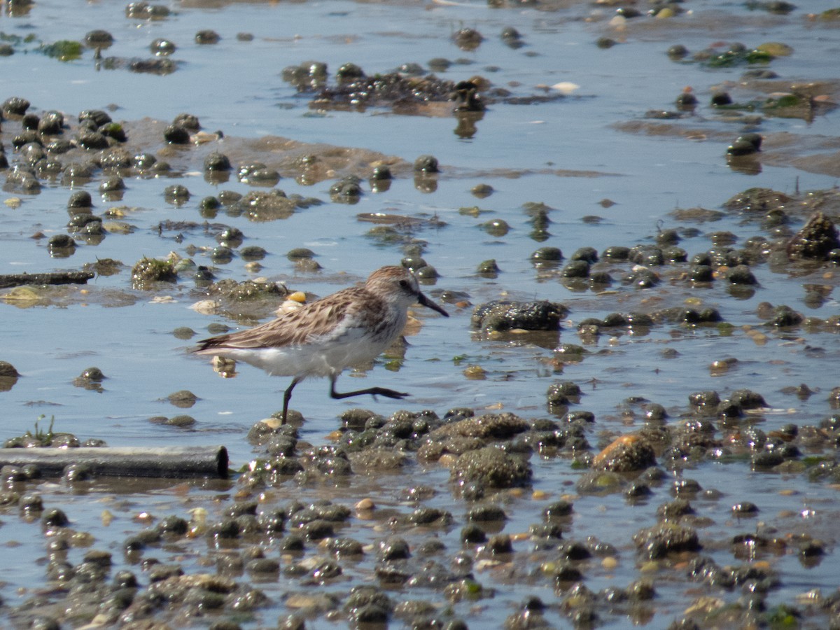 Semipalmated Sandpiper - ML620155918