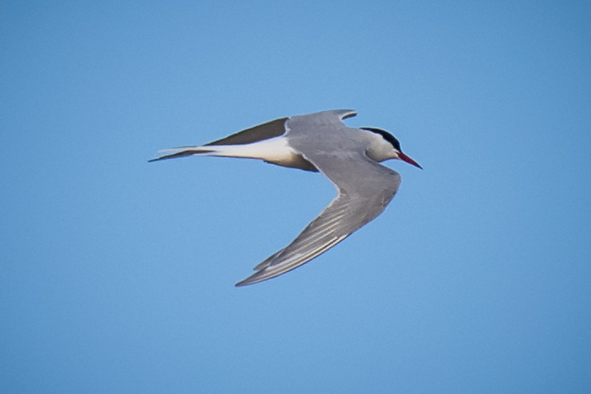 Arctic Tern - ML620155924