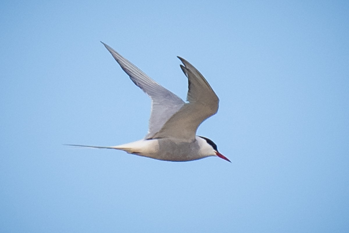 Arctic Tern - ML620155925