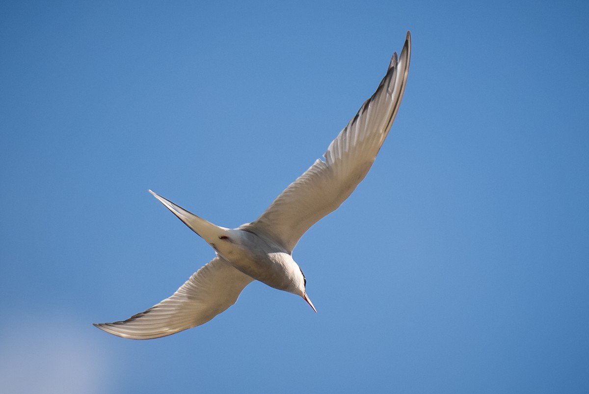 Arctic Tern - ML620155930