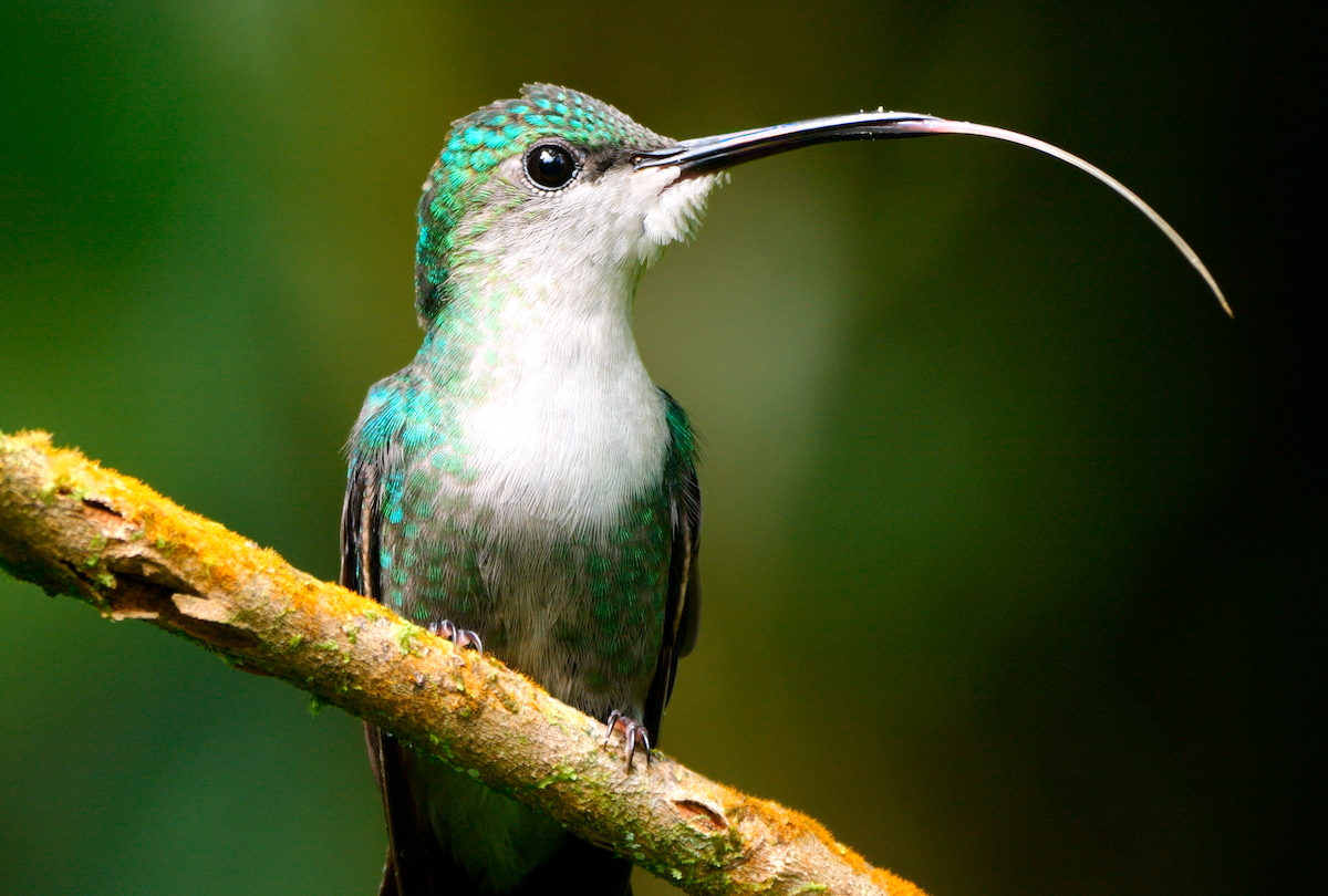 kolibřík vidloocasý - ML620155935
