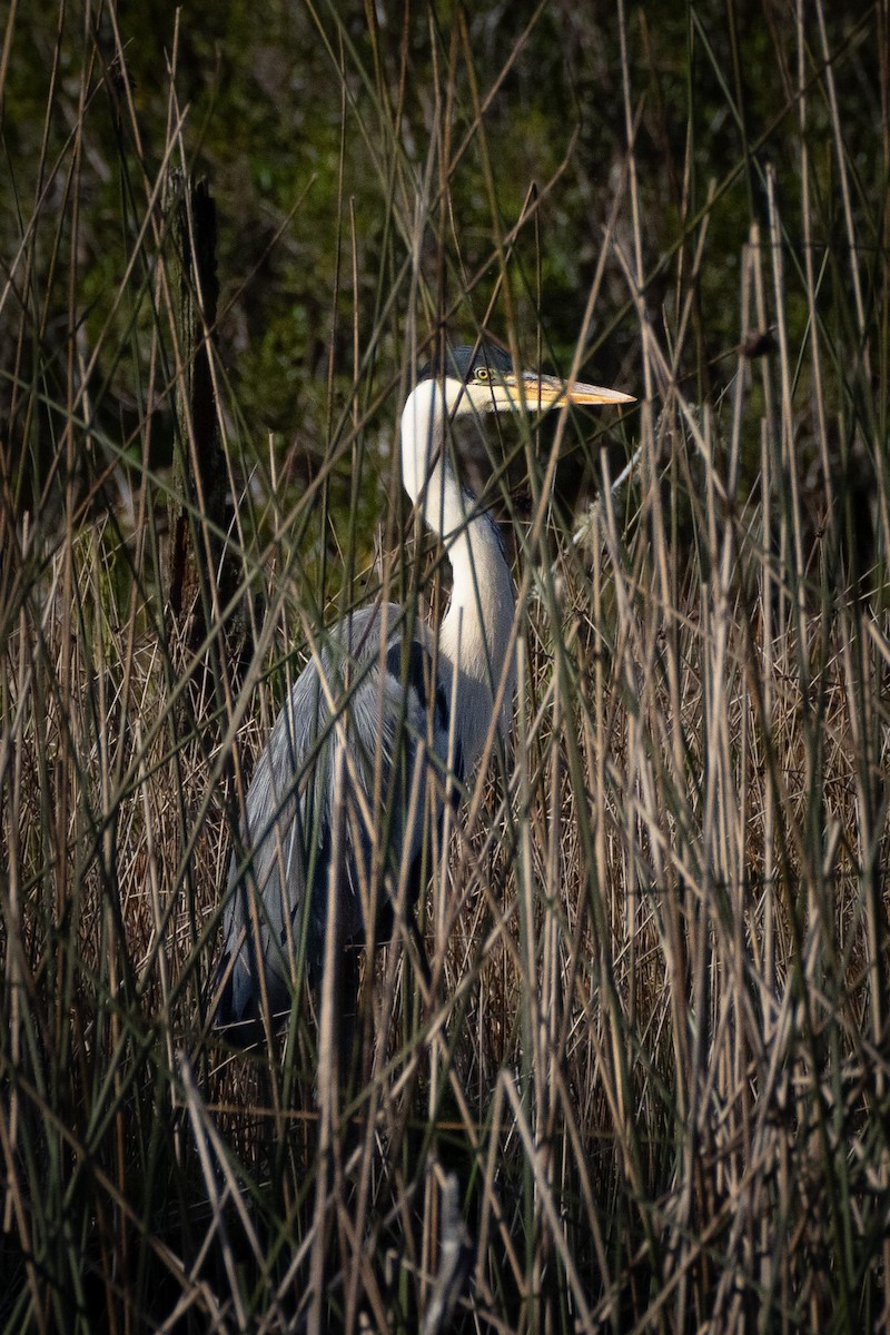 Cocoi Heron - ML620155936