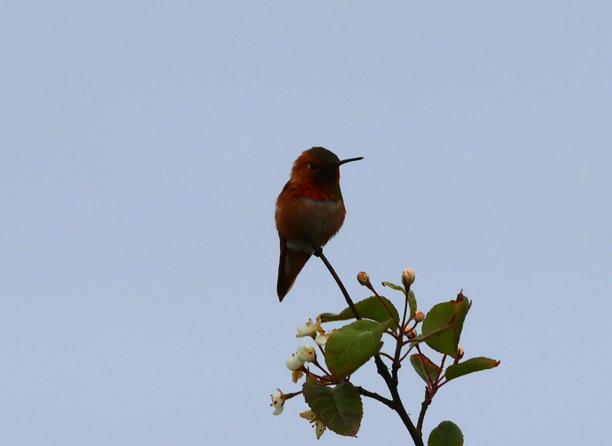 Rufous Hummingbird - ML620155940