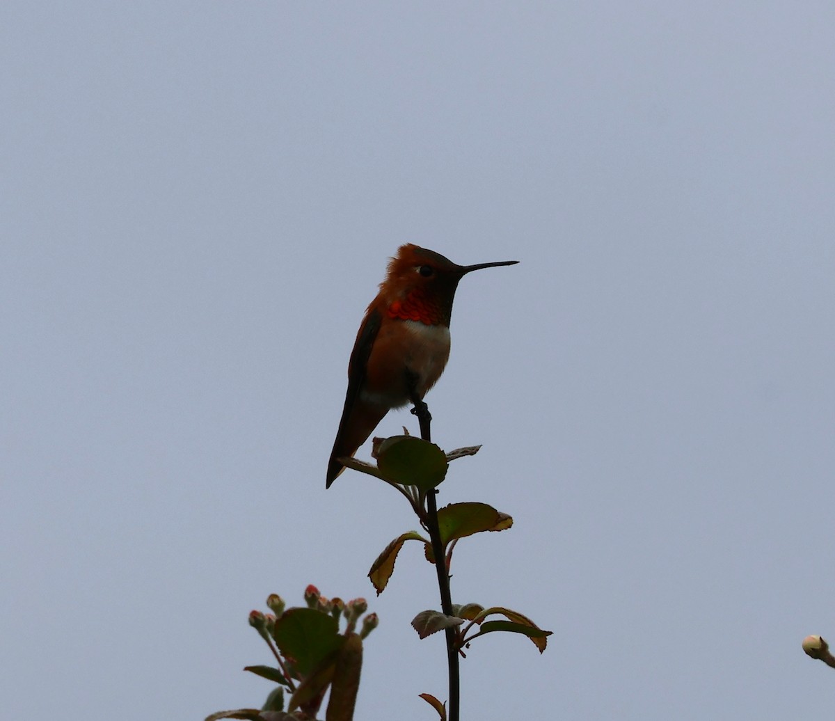 Rufous Hummingbird - ML620155941