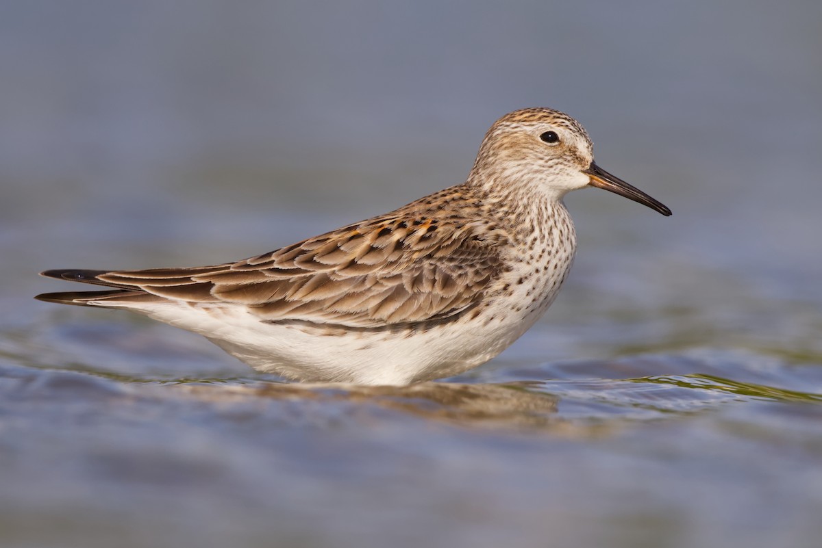 White-rumped Sandpiper - ML620155949