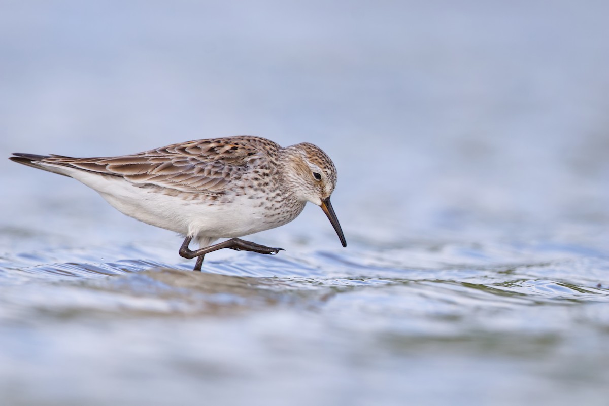 White-rumped Sandpiper - ML620155950