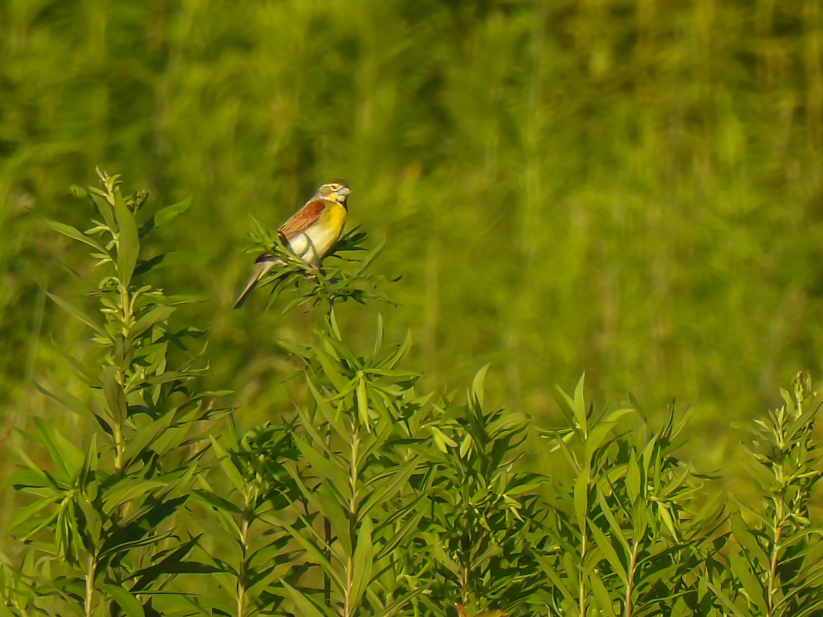 Dickcissel - ML620155959