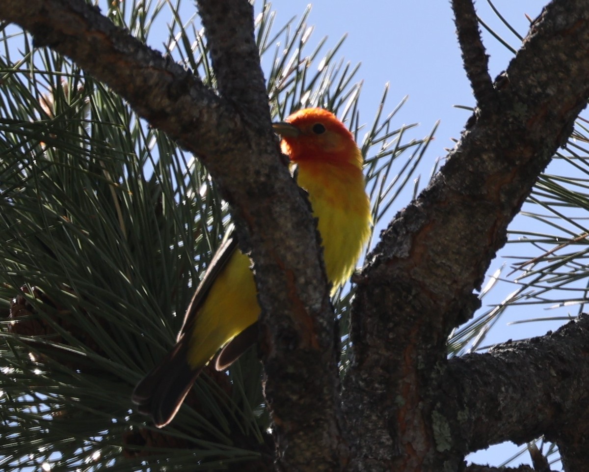 Western Tanager - ML620155960