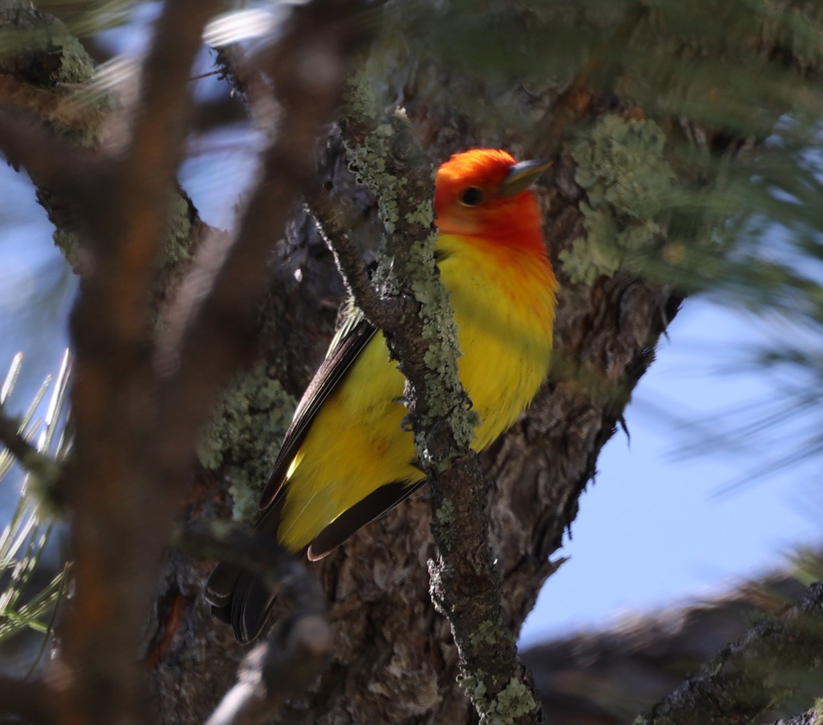 Western Tanager - ML620155961