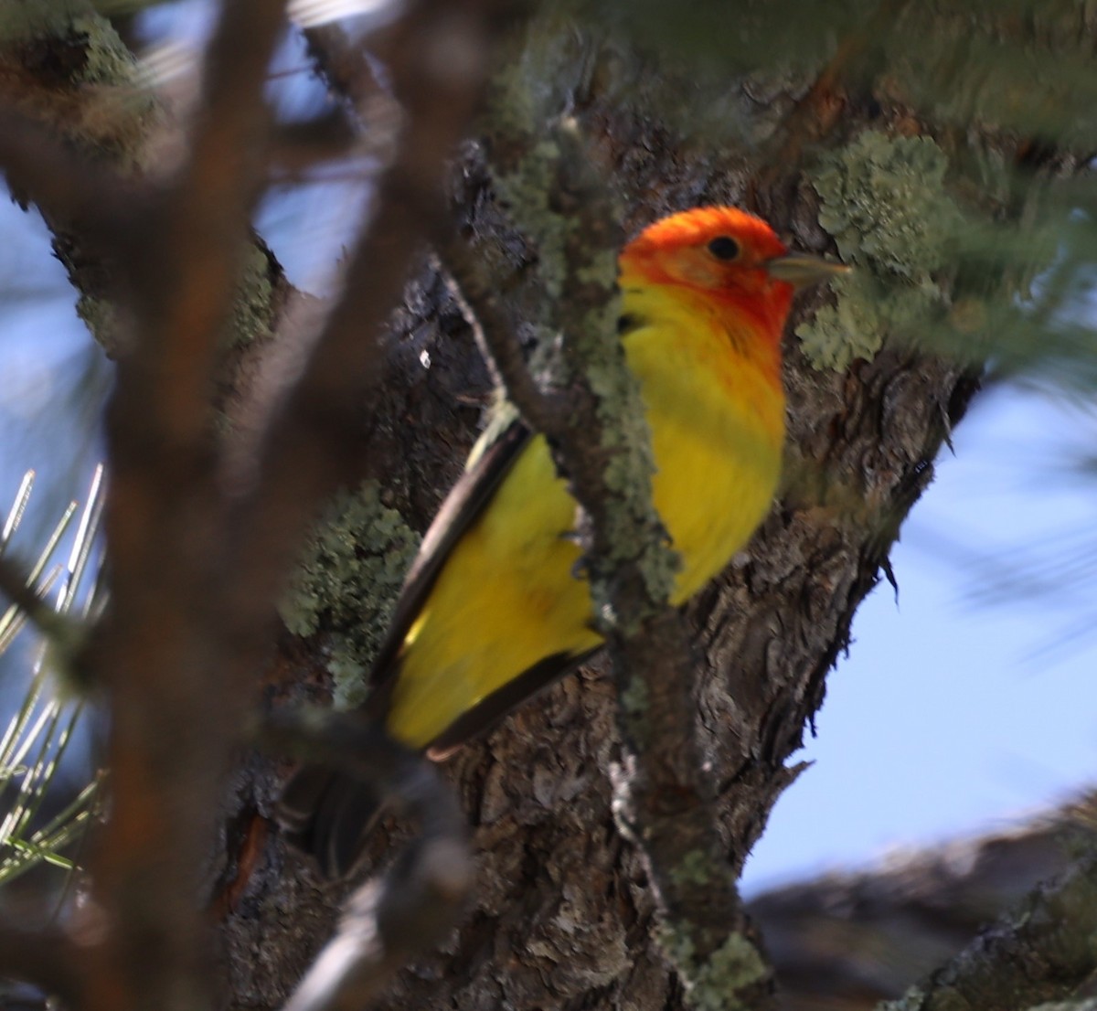 Western Tanager - ML620155962